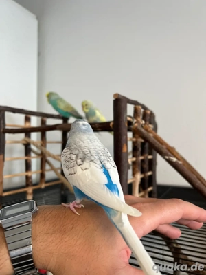 Wellensittch Pärchen abzugeben  Bild 3