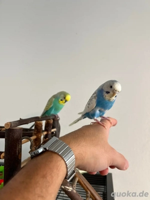 Wellensittch Pärchen abzugeben  Bild 5
