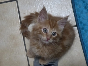 Maine Coon kitten  Red