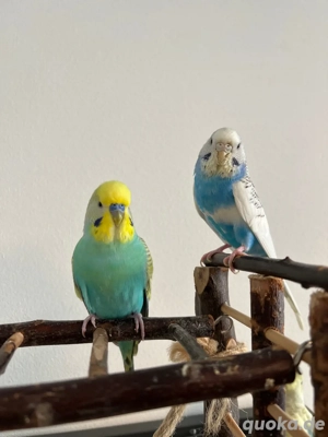 Wellensittch Pärchen abzugeben  Bild 2