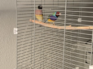 Gouldamadinen mit Käfig und Unterschrank