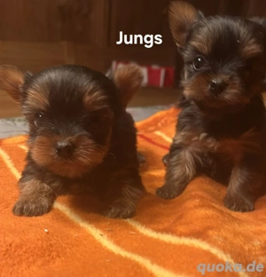 Yorkshire Terrier Babys  Chip