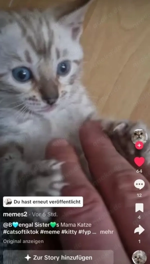 Snow Bengalkitten mit einzigartigen blauen Augen und Stammbaum Bild 4