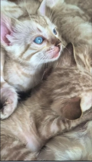 Snow Bengalkitten mit einzigartigen blauen Augen und Stammbaum Bild 3