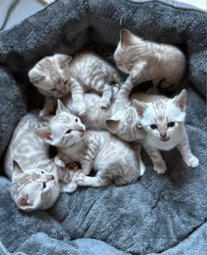 Snow Bengalkitten mit einzigartigen blauen Augen und Stammbaum