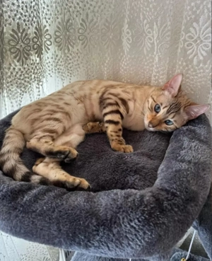 Snow Bengalkitten mit einzigartigen blauen Augen und Stammbaum Bild 5