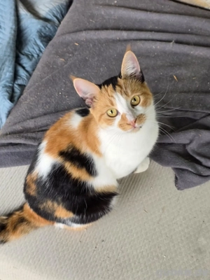 Katze Tierschutz kastriert sozial Bundesweite Vermittlung 