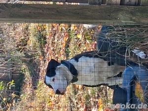 liebenswerter Rüde sucht für immer Zuhause 