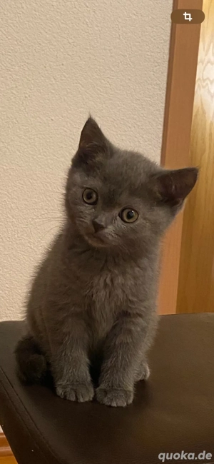 Kizten Briritsch Kurzhaar ab sofort abzugeben