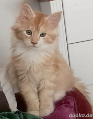 Maine koon Mädel.Reinrassig 