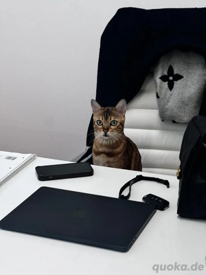 Bengalkatze jung-3 Jahre