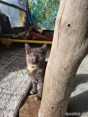 Kitten Katze Tierschutz Bundesweite Vermittlung 
