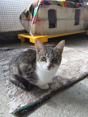 Kitten Katze Kater Tierschutz Bundesweite Vermittlung 