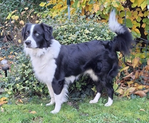 Deckrüde (Kein Verkauf)