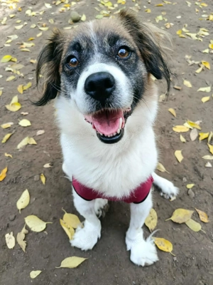 BETTI   eine kleine Kämpferin sucht ihr Wunder 