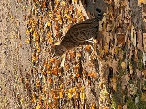 Wunderschöne Bengal Kitten 
