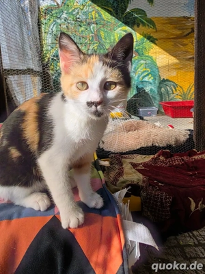 Kitten Katze Kater Tierschutz Aurora Bundesweite Vermittlung 