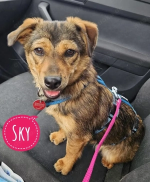 Sky, kleine junge Mischlingshündin sucht ruhiges Zuhause in ländlicher Umgebung