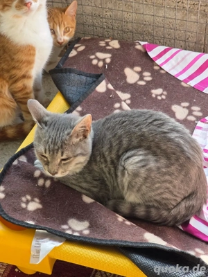 Kitten Katze Kater Tierschutz Bundesweite Vermittlung 