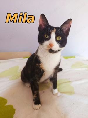 Glückskatze Mila sucht ihr Zuhause