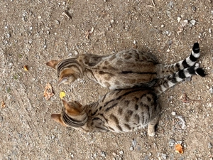 Wunderschöne Bengal Kitten 