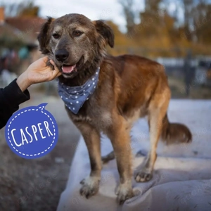 Casper, junger, fröhlicher und lieber Mischling