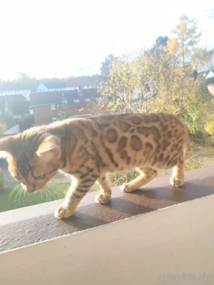 Bengalen kitty Reinrassid