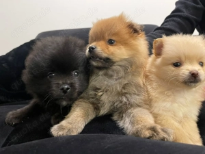 Liebevoll aufgezogene Zwergspitz (Pomeranian) Welpen abzugeben Bild 2