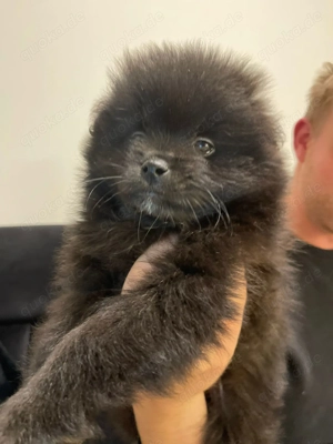 Liebevoll aufgezogene Zwergspitz (Pomeranian) Welpen abzugeben Bild 4