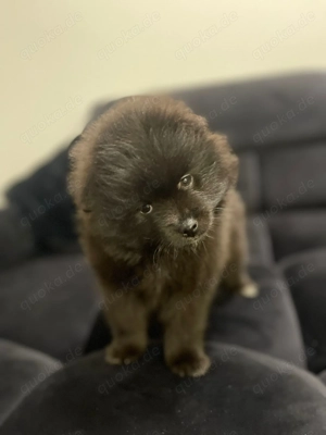 Liebevoll aufgezogene Zwergspitz (Pomeranian) Welpen abzugeben