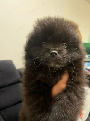 Liebevoll aufgezogene Zwergspitz (Pomeranian) Welpen abzugeben Bild 3