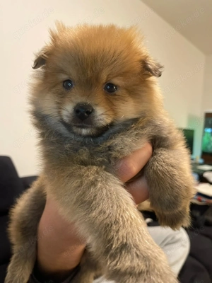 Liebevoll aufgezogene Zwergspitz (Pomeranian) Welpen abzugeben Bild 5