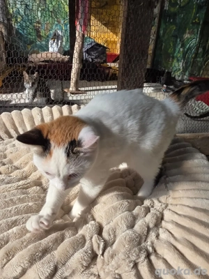 Katze Tierschutz Calypso Bundesweite Vermittlung  Bild 4