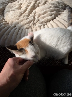 Katze Tierschutz Calypso Bundesweite Vermittlung  Bild 7