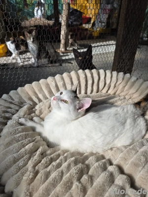 Katze Tierschutz Calypso Bundesweite Vermittlung  Bild 5