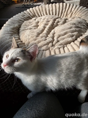 Katze Tierschutz Calypso Bundesweite Vermittlung  Bild 8