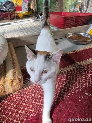 Katze Tierschutz Calypso Bundesweite Vermittlung  Bild 9