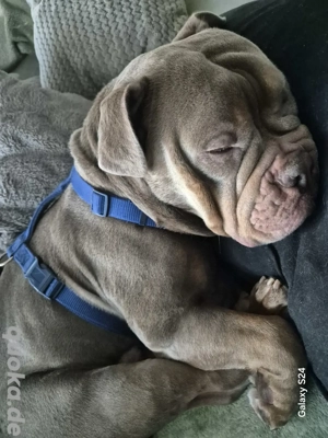 Liebevolle Old English Bulldogge  Dobby  sucht erfahrenes Zuhause