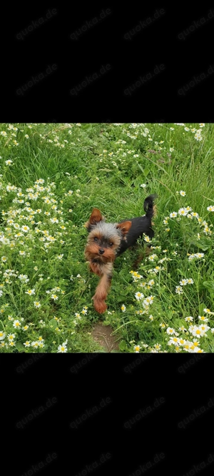 Kleine 1jährige Mini Yorkshire Terrier Hündin