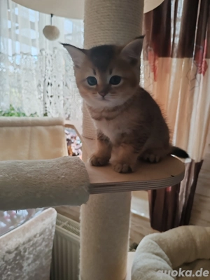 Süßes Britisch Kurzhaar Kitten