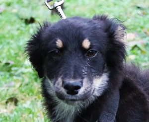 Blanka   ein zartes Hundemädchen sucht ihr großes Glück