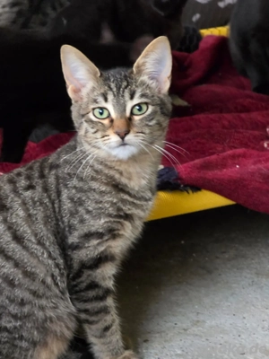 Kitten Katze Tierschutz Suri 5 Monate Bundesweite Vermittlung 
