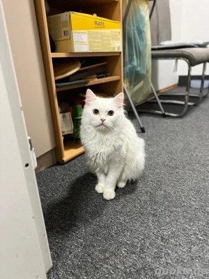 Junger weißer Britisch Langhaar (BLH) Kater   7 Monate alt