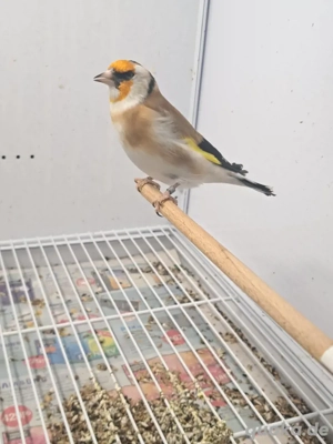 Stieglitz major waiskele 