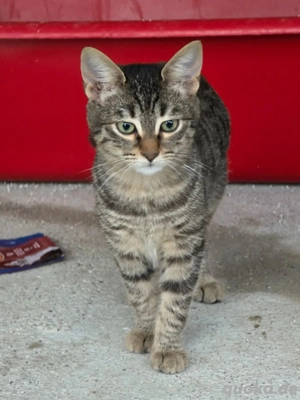 Kitten Katze Kater Tierschutz Rajah 5 Monate Bundesweite Vermittlung 