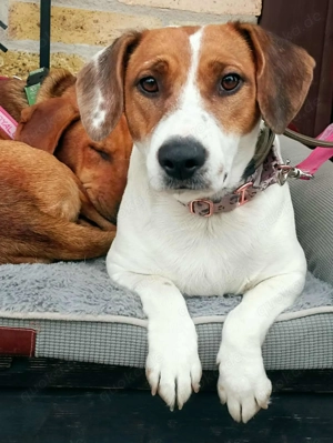  Szuszi   kleine Dackel-Mix-Dame sucht ihr Für-immer-Zuhause