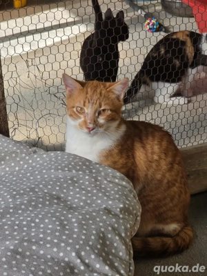 Katze Tierschutz Marina Bundesweite Vermittlung  Bild 4