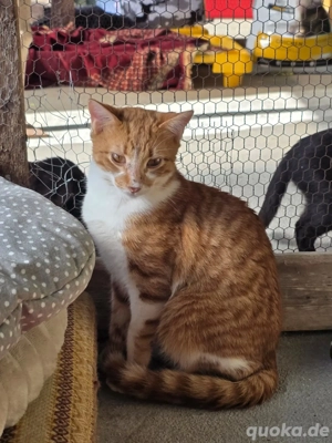 Katze Tierschutz Marina Bundesweite Vermittlung 