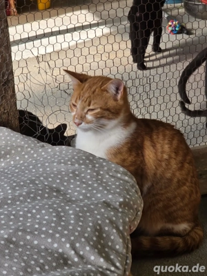 Katze Tierschutz Marina Bundesweite Vermittlung  Bild 7