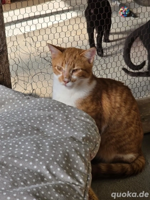 Katze Tierschutz Marina Bundesweite Vermittlung  Bild 6